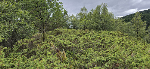The summit of Høghaugen