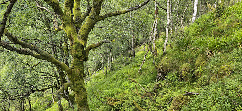 The steep and less successful shortcut used during the descent