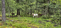 Small herd of cattle on the trail