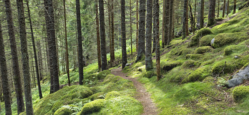 The trail to Flatkvål
