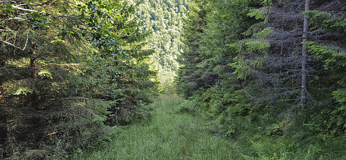 Trail turning into a tractor road