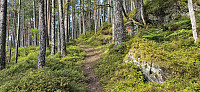Trail to Jonahornet