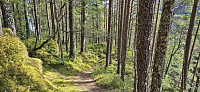 Descending from Jonahornet