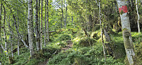 Marked trail from Selsvik