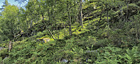Animal track towards Tofjellet