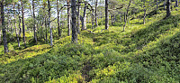 Animal track towards Tofjellet