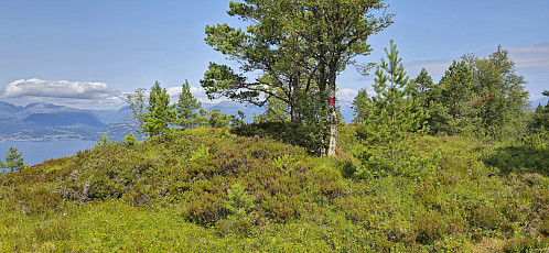 The highest point at Gulbergnotten