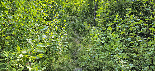 The first part of the marked trail to Vikanuten