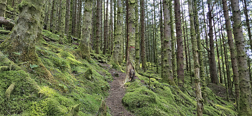 The marked trail to Vikanuten