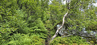 Marked trail to Hanakamb