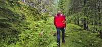 The marked trail to Bergsviksetra