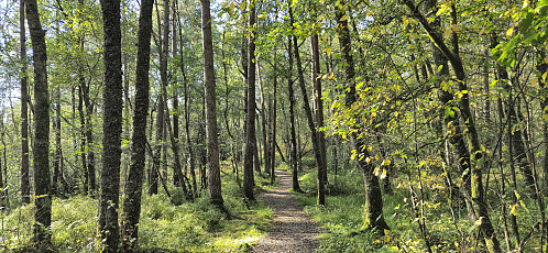On the way to Ospåsen