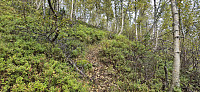 The weak trail from Svorto