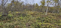 The weak trail to Såta