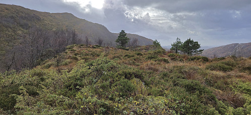 The summit area at Rislikampen
