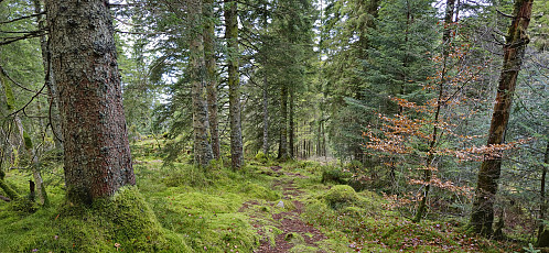 Descending into Skredderdalen from Fløyfjellet