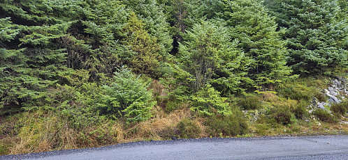 The start of the trail to Havdena from the gravel road