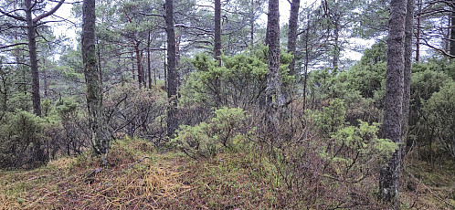 The second potential summit at Høghaugen