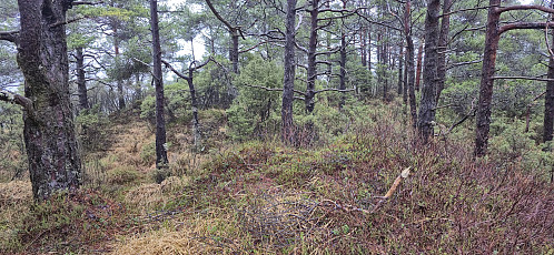 Looking back at the summit area at Høghaugen