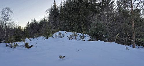 Approaching the dense spruce forest