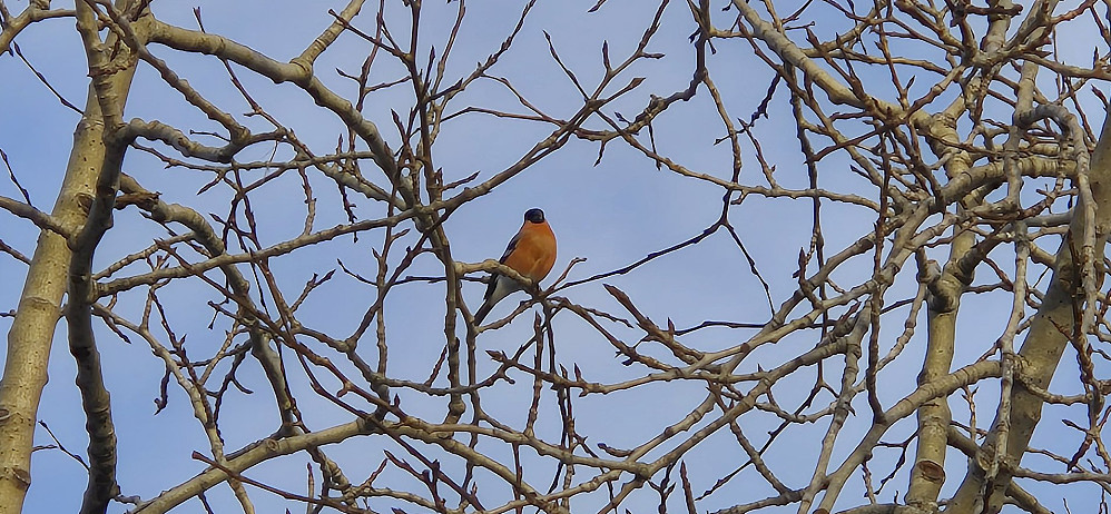 A Eurasian bullfinch (i.e. dompap) at Hellefjellet