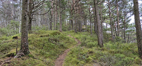 Approaching the summit of Haukeberget