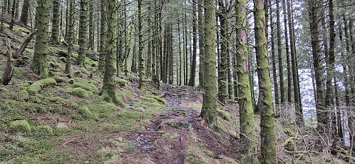 Trails to Vikaleitet/Eikåsen