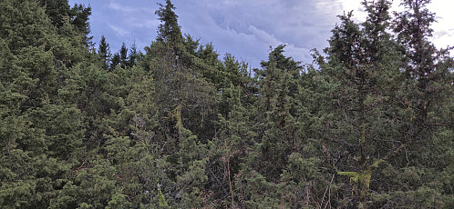 The summit of Ørnatua is in here somewhere