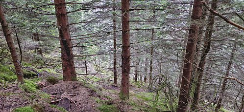 What most of the descent from Gulbrekkefjellet looked like...