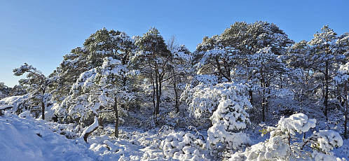 Approaching the summit of Vardahaugane