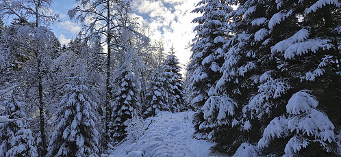 Tractor road turning into a trail