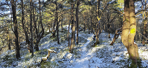 Approaching the highest point at Hålihovden
