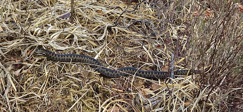 The first viper of the year!