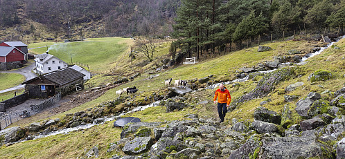 Endre running away from the goats :)