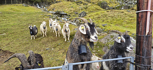 The goats saying their goodbyes