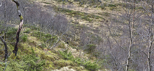 Two of the five deer in Romslabotn