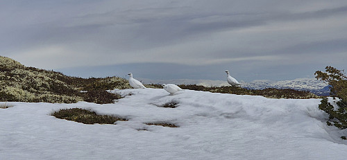 Three grouse from the descent from Helleberget