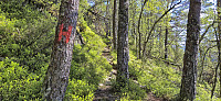 Red T's for Hardangertrappa