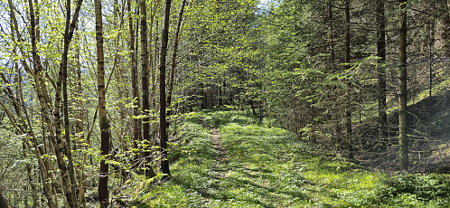 The tractor road part of the shortcut to the culture trail