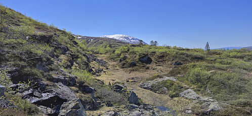 Oksen appearing in the distance