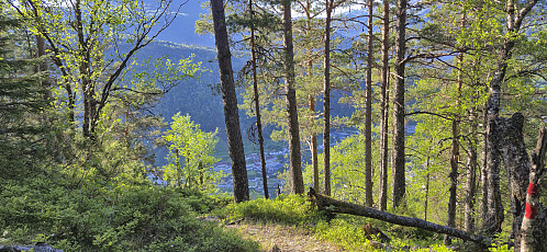 Following the marked trail back to Granvin