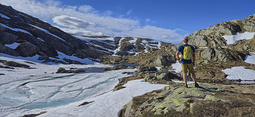 Rjupetjørni