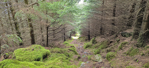 Trail through the dense forest