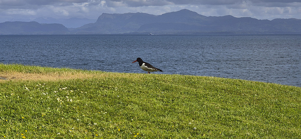 Eurasian oystercatcher (Norwegian: tjeld) at Solstrand with Hovlandsnuten and Tysnessåta in the background