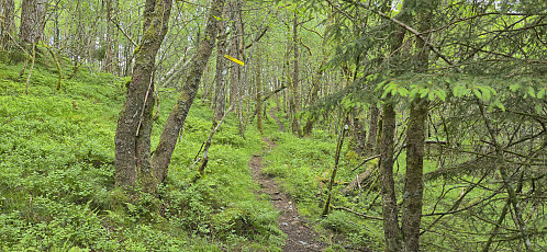 The nice trail that could be followed all the way to the summit