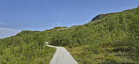 Turtene from the gravel road