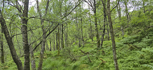 Off-trail towards the summit