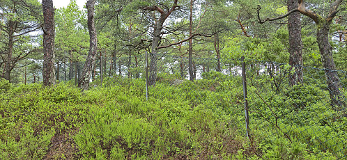 The fence that had to be crossed on the way to the summit of Langaberget