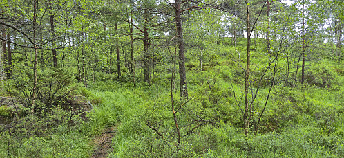 Approaching the highest point at Langaberget