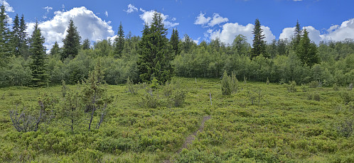 The marked trail to Skjeggen from Hølsete
